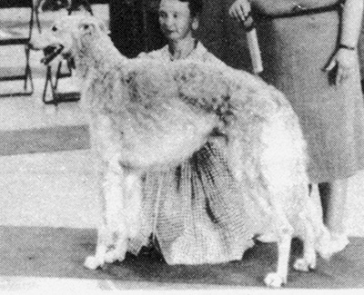 Top Conformation Borzoi 1959